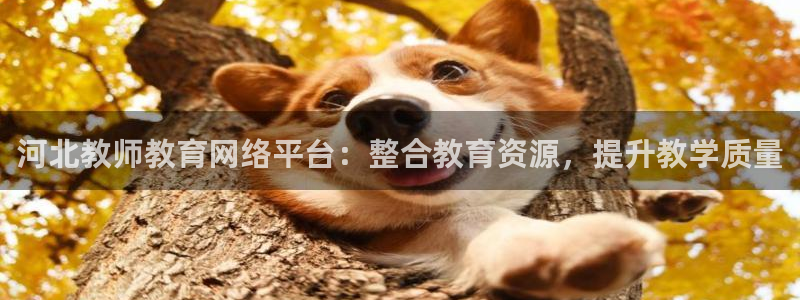 新宝5平台注册公司