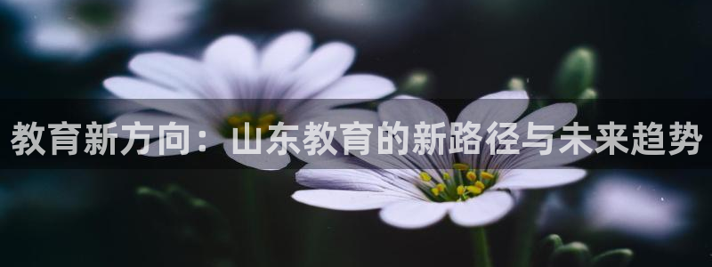 新宝5为啥开